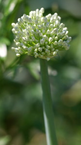 Onion Blossom